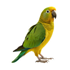 Colorful parrot standing on a white surface, showcasing vibrant green and yellow plumage