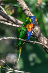 Rainbow lorikeet in a tree