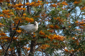 Sulphur Crested Cockatoo in a Silky Oak tree