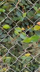 Vines grow on the walls, protected by a diamond-shaped iron wire fence
