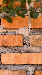 Closeup photo of brick wall, with ornamental vines growing, background texture
