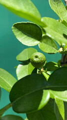 lime buds grow with thick leaves, as a refreshing drink and food
