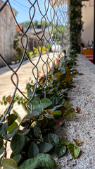 Vines grow on the walls, protected by a diamond-shaped iron wire fence
