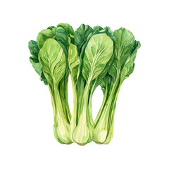 bok choy vector illustration in watercolor style