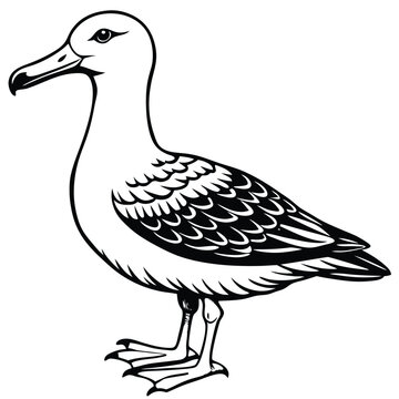 recommend clip art: Cute Albatross Birds Vector Art.
