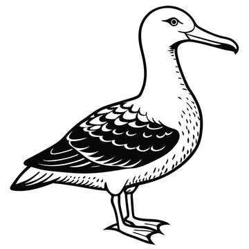 recommend clip art: Cute Albatross Birds Vector Art.