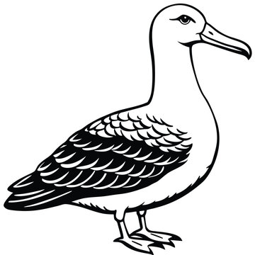 recommend clip art: Cute Albatross Birds Vector Art.