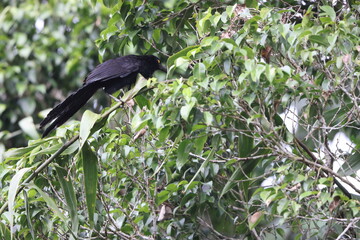 Biak coucal (Centropus chalybeus) is a species of cuckoo in the family Cuculidae. It is endemic to West Papua, Indonesia.