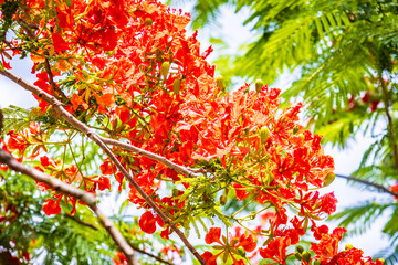 Vibrant Flame Tree in Full Bloom Against a Blue Sky