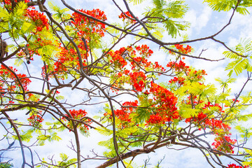 Vibrant Flame Tree in Full Bloom Against a Blue Sky