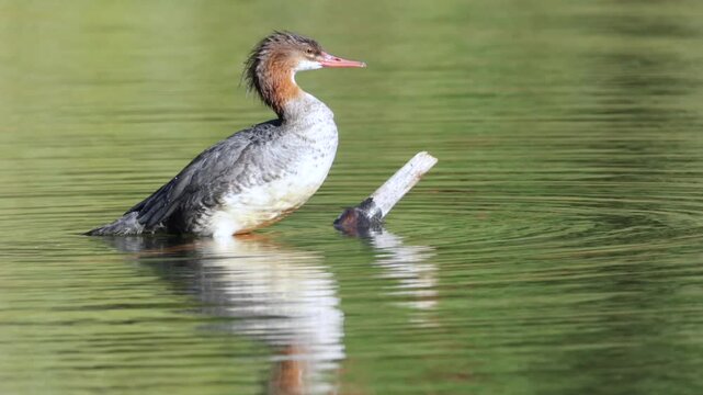 Video of a female common merganser on a branch in the water in Spokane, Washington.
