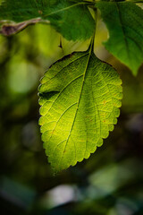 Close-Up of a Sunlit Green Leaf with Detailed Veins