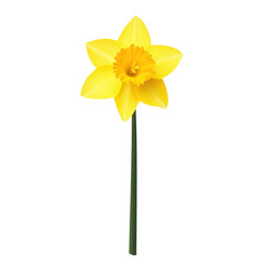 A bright yellow daffodil stands out against a clean white backdrop, symbolizing springs vibrant beauty. © CrazyJuke