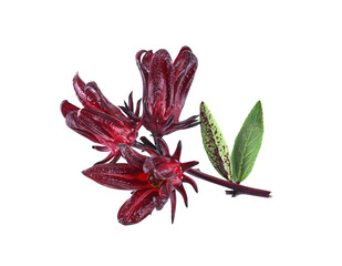 Fototapeta premium roselle hibiscus on white background