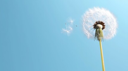 Obraz premium Dandelion Seeds Floating Away