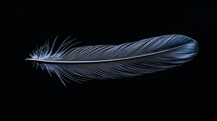 Obraz premium Ethereal Dark Feather Floating in Soft Light Studio Setting