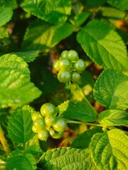 gooseberries on a branch