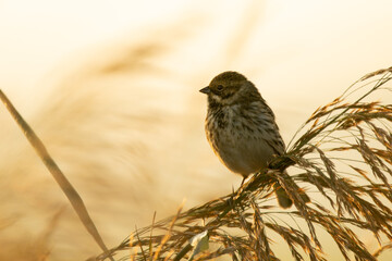 Reed Bunting (emberiza schoeniclus)Female In Reeds At Sunrise