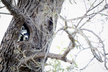 Raccoon In The Hiding Place Of A Cave In The Tree