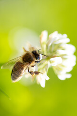 Bee collecting nectar on a flower, apis