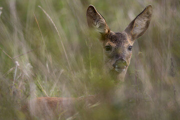 Young Deer (Schmal Reh) In The Hiding Place On The Mead © Michael Krüger