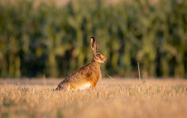Field hare in the field, portrait