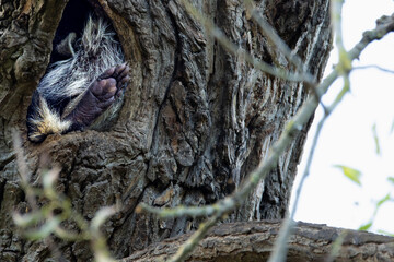 Raccoon In The Hiding Place Of A Cave In The Tree
