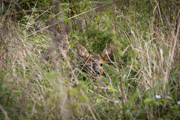 Young Deer (Schmal Reh) In The Hiding Place On The Mead
