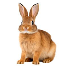 Obraz premium Cute brown rabbit sitting on a transparent background during daylight hours, showcasing its fluffy fur