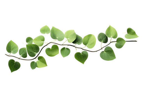 A green vine with heart-shaped leaves arranged on a transparent background