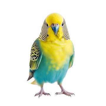 Colorful parakeet stands on a white surface, showcasing bright feathers and curious expression