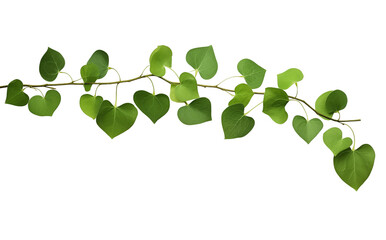 Obraz premium Heart-shaped green leaves on a vine arranged against a bright transparent background
