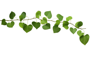 Heart-shaped green leaves on a vine arranged against a bright transparent background