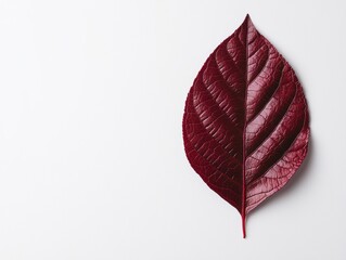 close-up of a vibrant red leaf