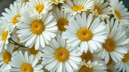 Fototapeta premium Macro Photography of a Beautiful Bouquet of Daisies with a White Greeting Card Saying Te Amo