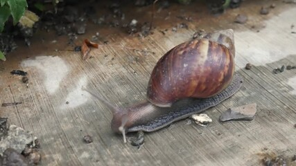 Giant African snail (Achatina achatina) walking out when the rain has finished falling. African snail road after the rain stopped.