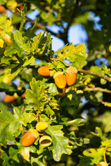 baum, essen, ast, natur, blatt, ackerbau, pflanze, gesund, herbst, ernte, bauernhof, eicheln ,eichelbaum ,