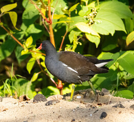 bird, tier, natur, wild lebende tiere, gras, wasser, henne, wild,teichralle