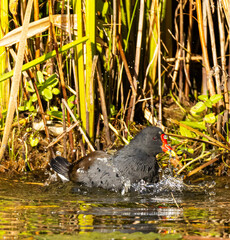 bird, wasser, blässhuhn, natur, wild lebende tiere, wild, wasservögel