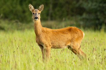 deer, wild lebende tiere, natur, säugetier, gras, portrait, fell, hübsch, reh .wild
