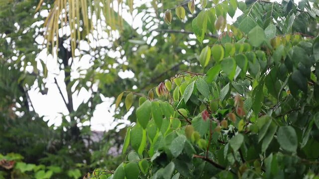 Large drops of rainwater fell on the branches of the star fruit tree, Averrhoa carambola.