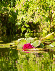 blume, lotos, wasser, natur, lilie, teich, pink, pflanze, blühen, flora, seerose, schönheit, schön © Ragnar Gerickson