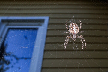 Close-up of a cross spider. A cross spider sits on its web waiting for prey.