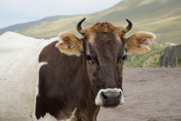  Portrait of a cow in a high mountain pasture.