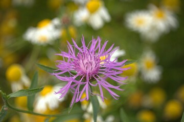 distel, natur, lila, pflanze, pink, sommer, flora, makro, aufblühen, blühen, frühling, feld,...