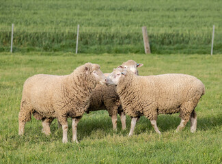 Flock of woolly sheep grazing in a lush green pasture, surrounded by trees and rural landscape in countryside, Australia