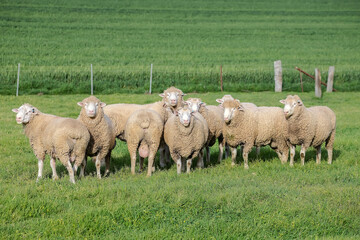 Obraz premium Flock of woolly sheep grazing in a lush green pasture, surrounded by trees and rural landscape in countryside, Australia
