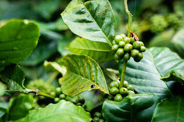 coffee plantation in Tamil Nadu, India.