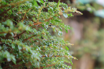 Close-up of vibrant Pilea microphylla plant glistening with raindrops on a rainy day, displaying lush green foliage and delicate water droplets in natural surroundings