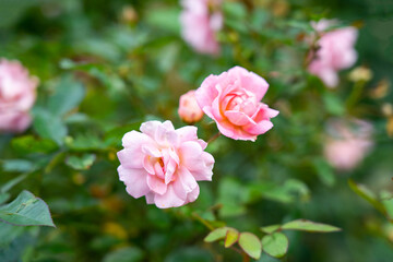 rose flower in the garden